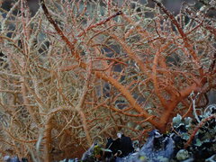 Usnea rubicunda