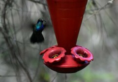 Colibri thalassinus