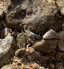 Metopograpsus thukuhar