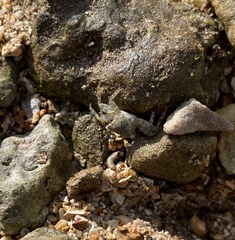 Metopograpsus thukuhar
