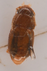 Ptiliidae
