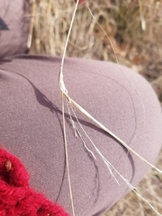 Sporobolus compositus