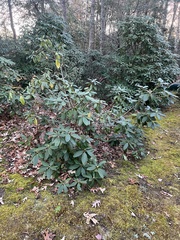 Rhododendron maximum