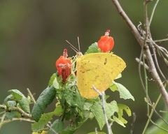 Phoebis philea