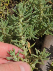 Enchylaena tomentosa
