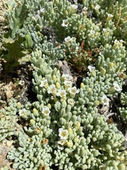 Nolana crassulifolia