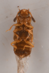 Omaliinae