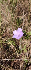 Ruellia caroliniensis