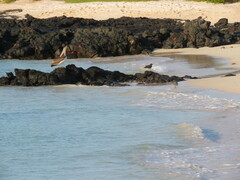 Pelecanus occidentalis urinator