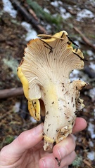 Cantharellus cascadensis