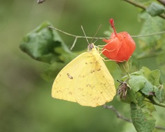 Phoebis philea