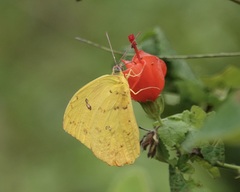 Phoebis philea