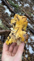 Cantharellus cascadensis