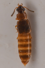 Phloeonomus