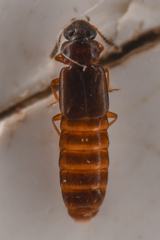 Phloeonomus