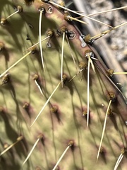 Opuntia comonduensis