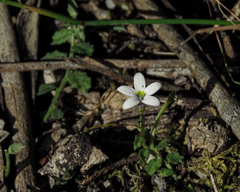 Lobelia pedunculata
