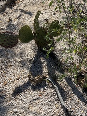 Opuntia comonduensis