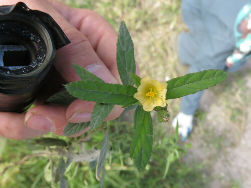 Sida rhombifolia observed 2022-11-22