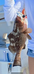 Epinephelus morio