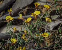Pultenaea reflexifolia