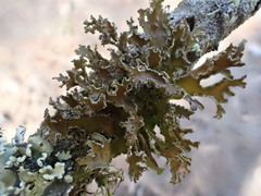 Tuckermanopsis chlorophylla