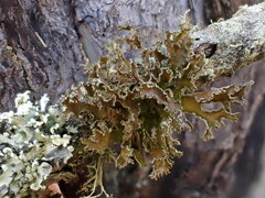 Tuckermanopsis chlorophylla