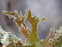 Tuckermanopsis chlorophylla