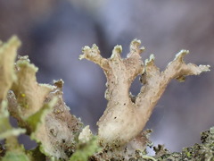 Tuckermanopsis chlorophylla