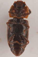 Epuraea