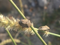 Thyanta custator accerra