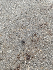 Sphenophorus parvulus