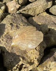 Isognomon perna