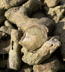 Isognomon perna