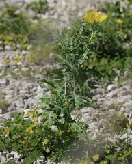 Argemone mexicana