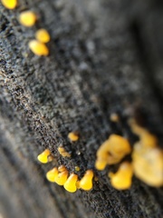 Dacrymyces capitatus