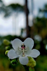 Penstemon multiflorus