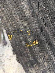 Dacrymyces capitatus