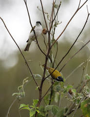 Melithreptus albogularis