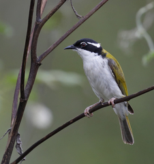 Melithreptus albogularis