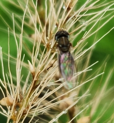 Toxomerus marginatus