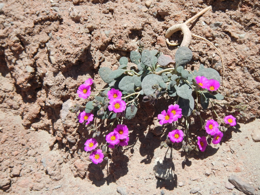 Cistanthe picta