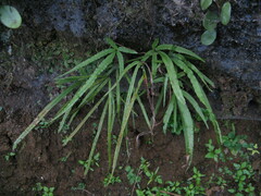 Pteris dactylina
