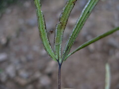 Pteris dactylina