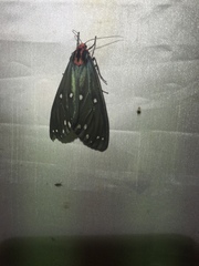 Taicallimorpha albipuncta