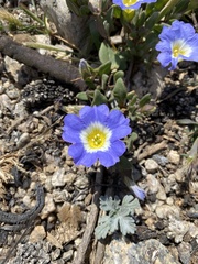 Nolana paradoxa