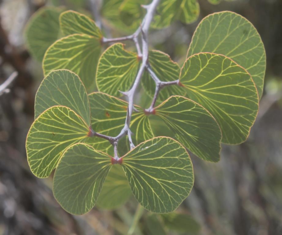 Senegalia crassifolia