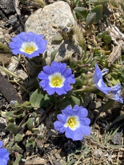 Nolana paradoxa