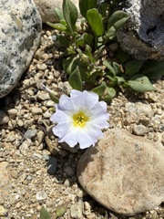 Nolana paradoxa