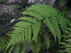 Deparia boryana
